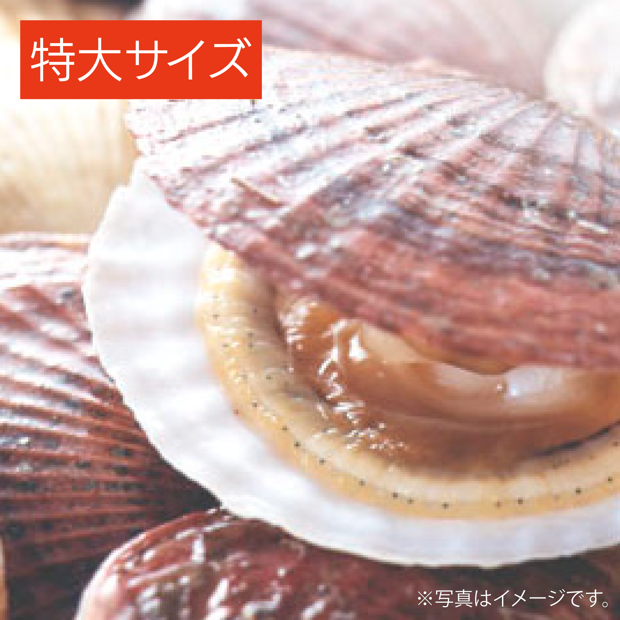 超特大タカラ貝11x7x6cm 特大ヤツシロ貝15x10x7cm